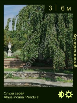 Изображение: ольха серая (alnus incana) 'pendula'