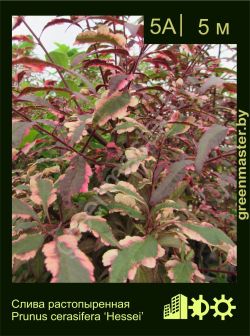 Изображение: слива растопыренная (prunus cerasifera) 'hessei'