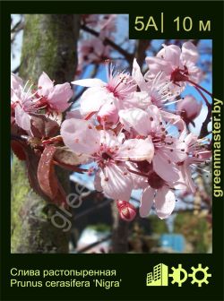 Изображение: слива растопыренная (prunus cerasifera) 'nigra'