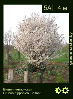 Изображение: вишня ниппонская (prunus nipponica) 'brilliant'