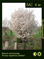 Изображение: вишня ниппонская (prunus nipponica) 'brilliant'