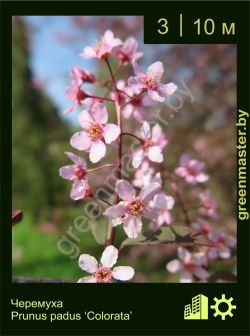 Изображение: черемуха обыкновенная (prunus padus) 'colorata'