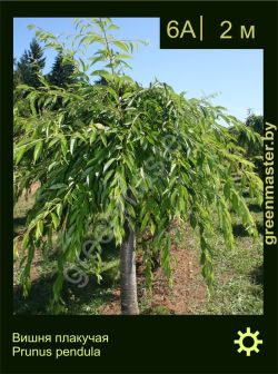 Изображение: вишня плакучая (prunus pendula)