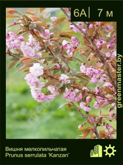 Изображение: вишня мелкопильчатая (prunus serrulata) 'kanzan'