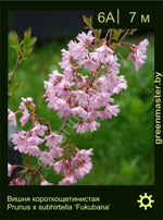 Изображение: вишня короткощетинистая (prunus subhirtella) 'fukubana'