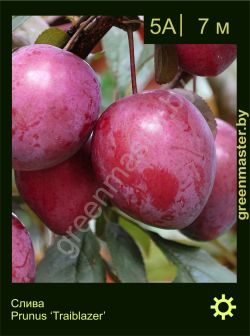 Изображение: слива растопыренная (prunus cerasifera) 'trailblazer'