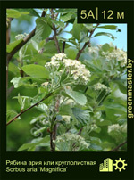 Изображение: рябина круглолистная (sorbus aria) 'magnifica'