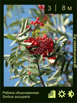 Изображение: рябина обыкновенная (sorbus aucuparia)