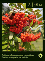 Изображение: рябина обыкновенная (sorbus aucuparia) 'edulis'