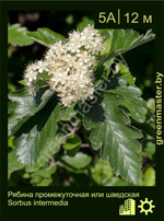 Изображение: рябина промежуточная (sorbus intermedia)