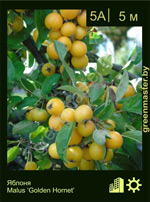 Изображение: яблоня гибридная (malus hybrida) 'golden hornet'