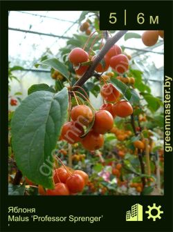 Изображение: яблоня гибридная (malus × hybrida) 'professor sprenger'