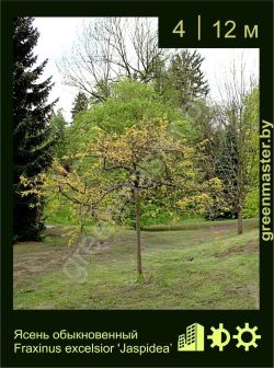 Изображение: ясень обыкновенный (fraxinus excelsior) 'jaspidea'