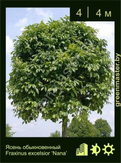 Изображение: ясень обыкновенный (fraxinus excelsior) 'nana'