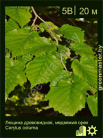 Изображение: лещина древовидная (corylus colurna)