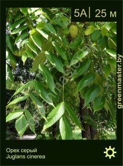 Изображение: орех серый (juglans cinerea)