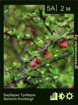 Изображение: барбарис Тунберга (berberis thunbergii)