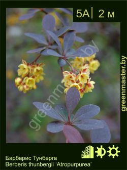 Изображение: барбарис Тунберга (berberis thunbergii) 'atropurpurea'