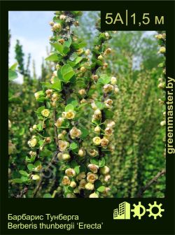 Изображение: барбарис Тунберга (berberis thunbergii) 'erecta'