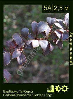 Изображение: барбарис Тунберга (berberis thunbergii) 'golden ring'