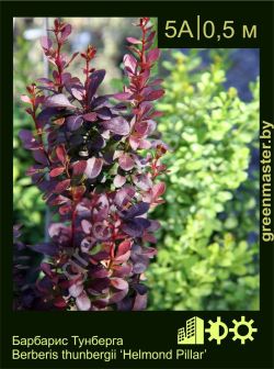 Изображение: барбарис Тунберга (berberis thunbergii) 'helmond pillar'