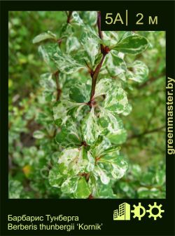 Изображение: барбарис Тунберга (berberis thunbergii) 'kornik'