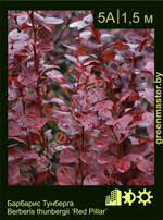 Изображение: барбарис Тунберга (berberis thunbergii) 'red pillar'