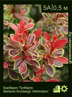 Изображение: барбарис Тунберга (berberis thunbergii) 'admiration'