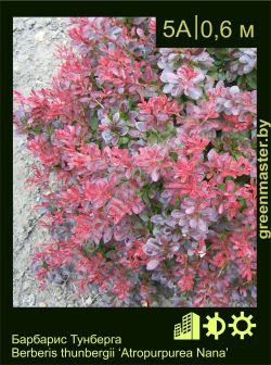 Изображение: барбарис Тунберга (berberis thunbergii) 'atropurpurea nana'