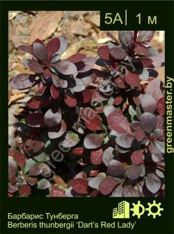 Изображение: барбарис Тунберга (berberis thunbergii) 'dart's red lady'