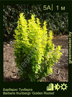 Изображение: барбарис Тунберга (berberis thunbergii) 'golden rocket'