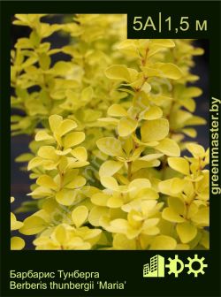 Изображение: барбарис Тунберга (berberis thunbergii) 'maria'