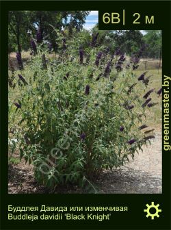 Изображение: буддлея Давида (buddleja davidii) 'black knight'