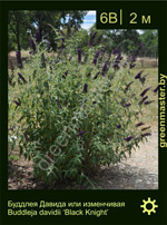 Изображение: буддлея Давида (buddleja davidii) 'black knight'