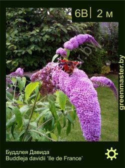 Изображение: буддлея Давида (buddleja davidii) 'ile de france'