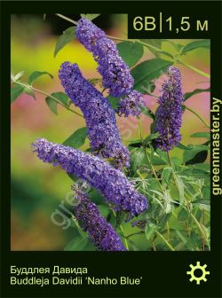 Изображение: буддлея Давида (buddleja davidii) 'nanho blue'