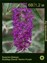 Изображение: буддлея Давида (buddleja davidii) 'nanho purple'