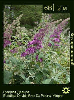 Изображение: буддлея Давида (buddleja davidii) 'minpap'