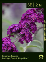 Изображение: буддлея Давида (buddleja davidii) 'royal red'