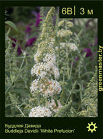 Изображение: буддлея Давида (buddleja davidii) 'white profusion'