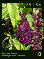 Изображение: буддлея Давида (buddleja davidii) 'santana'