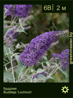 Изображение: буддлея гибридная (buddleja × hybrida) 'lochinch'