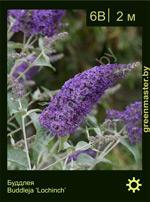 Изображение: буддлея гибридная (buddleja hybrida) 'lochinch'