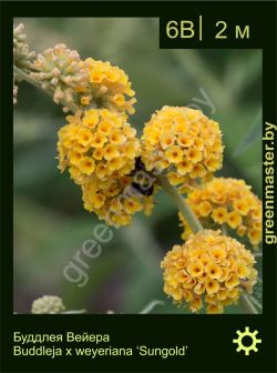 Изображение: буддлея Вейера (buddleja × weyeriana) 'sungold'