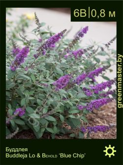 Изображение: буддлея гибридная (buddleja × hybrida) 'blue chip'