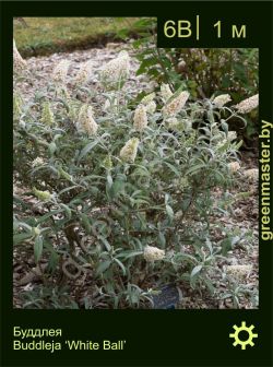 Изображение: буддлея гибридная (buddleja × hybrida) 'white ball'