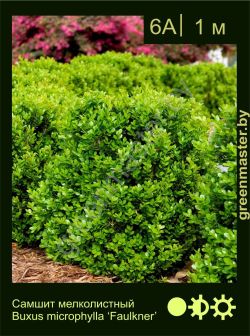 Изображение: самшит мелколистный (buxus microphylla) 'faulkner'