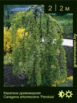 Изображение: карагана древовидная (caragana arborescens) 'pendula'