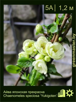 Изображение: хеномелес прекрасный (chaenomeles speciosa) 'yukigoten'