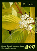 Изображение: дерен белый (cornus alba) 'aurea'